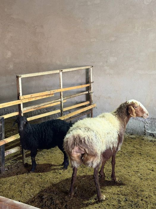 Арашан кучкор сотилади