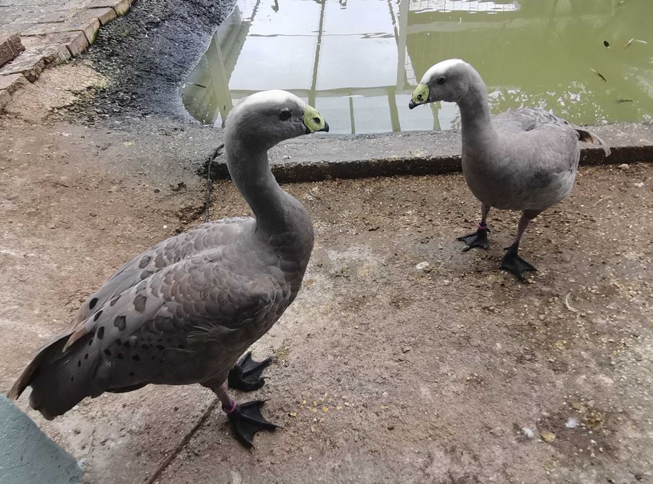 Vând gâște australiene