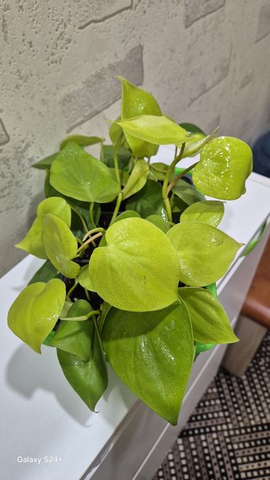 Филодендрон Лемон лайм