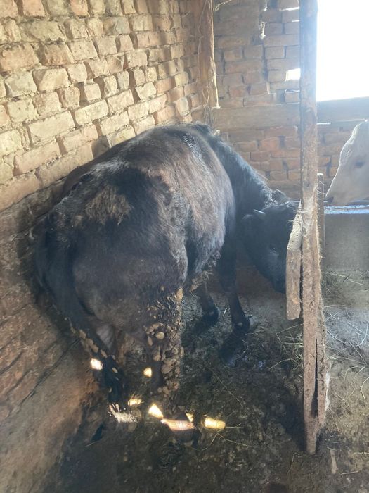 Продам тёлки годовалые