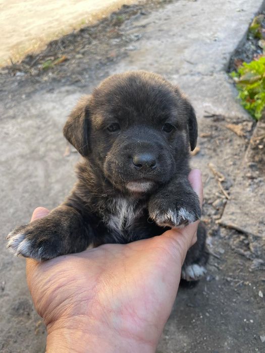 Щенки бесплатно!