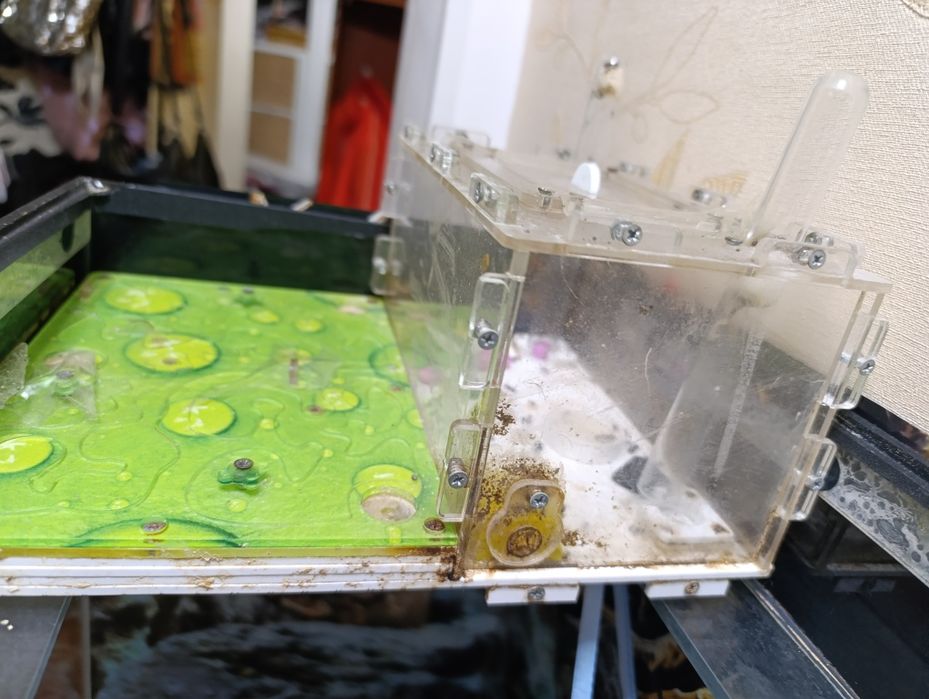 Формикарий с колонией муравьев