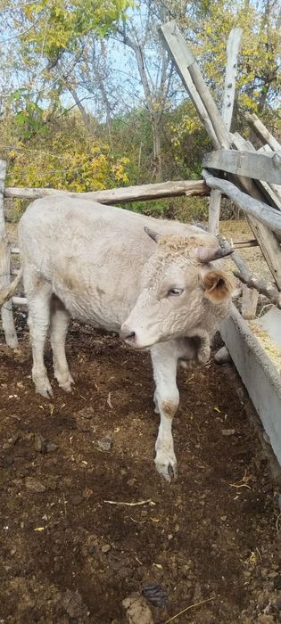 Бұқалар сатылады 1.5 жасарлар