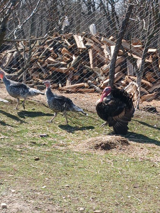 Curci crescute la tara