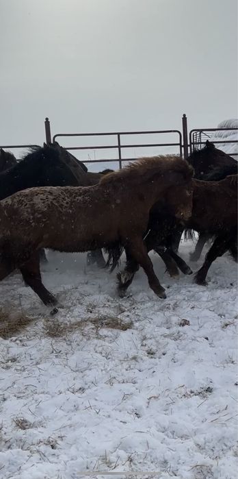 Жеребец 3 года Шубар