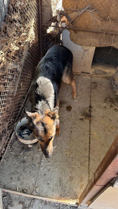 Немецкая овчарка девочка