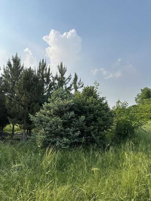 Альпийские пихты, Пихта, Первые руки, Pihtalar birinchi qol pixta
