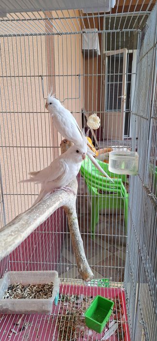 Dubai karrela sotiladi