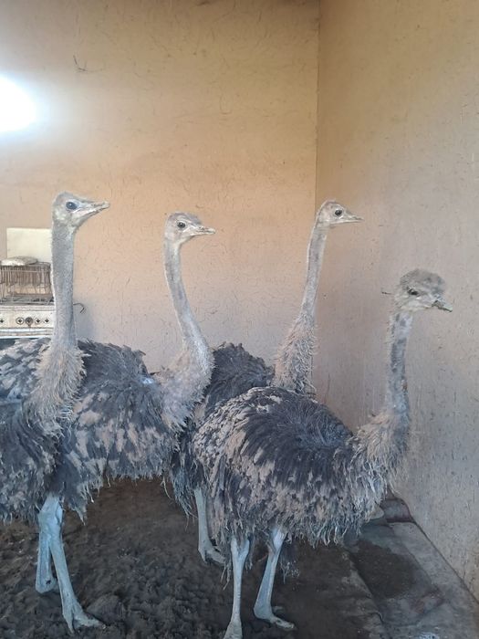 Страус сатылады маладнияк.