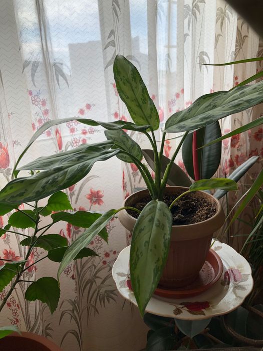 Продам домашние цветы