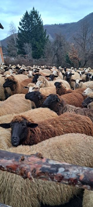 Овце 120 броя област Смолян