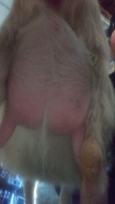 Vând capre 3 fătate și 5 depuse