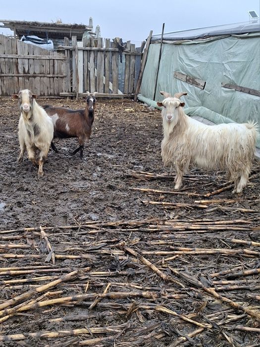 Vand sau schimb 2 țapii