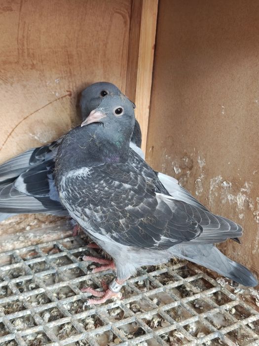 Vand porumbei pui și bătrâni