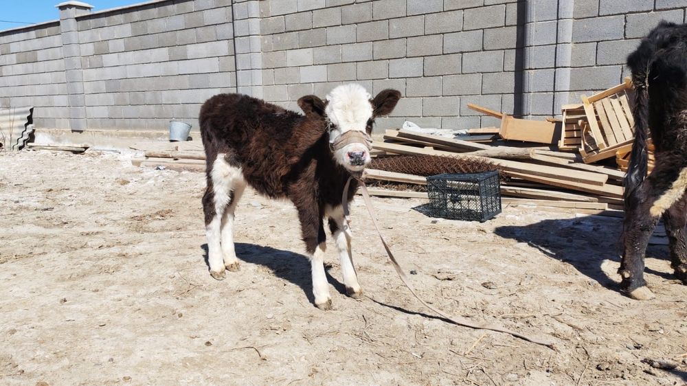 Бұзаулы сиыр сатылады!!