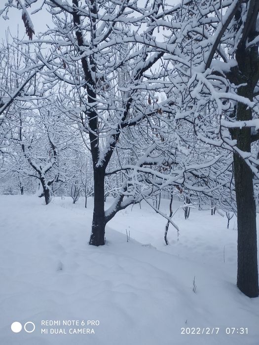 Yer sotiladi tog' yonbag'rida havosi toza