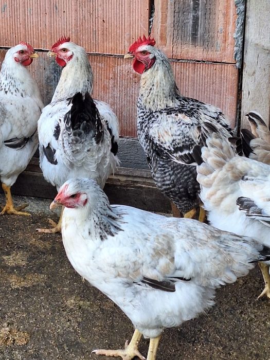 Vând puicuțe și cocoșei Monaco