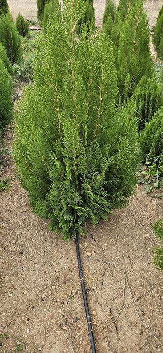 Туя източна ,смаракт 120-140 см.