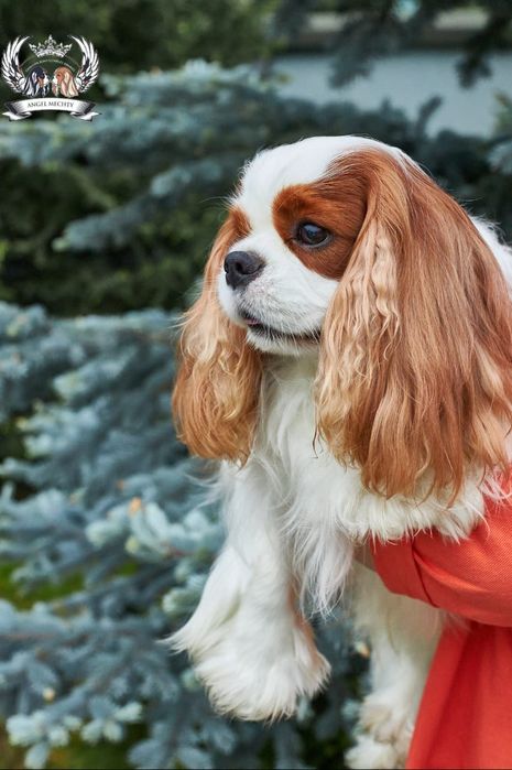 Кавалер Кинг Чарльз Спаниель