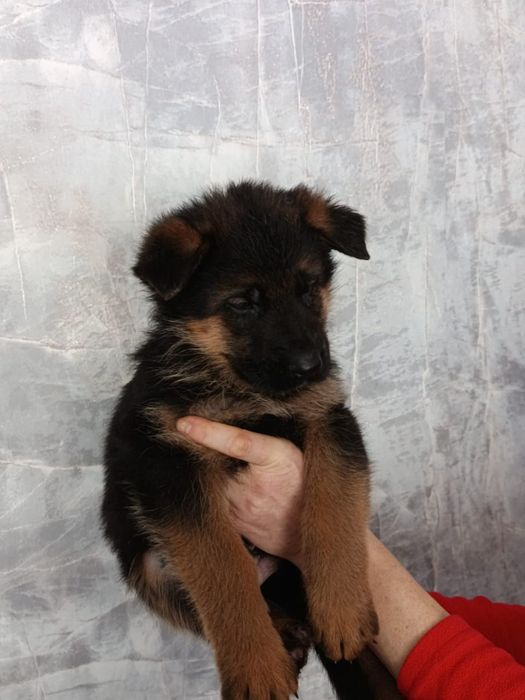 Щенки немецкой овчарки