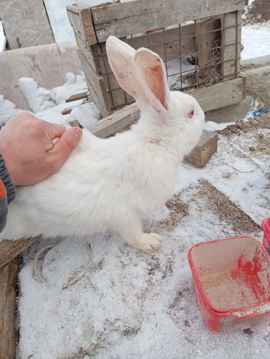 Продаю кроликов живьём и тушками .
