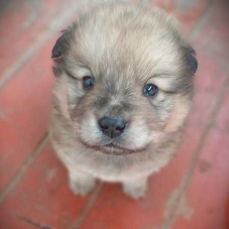 Catelusi de doua luni