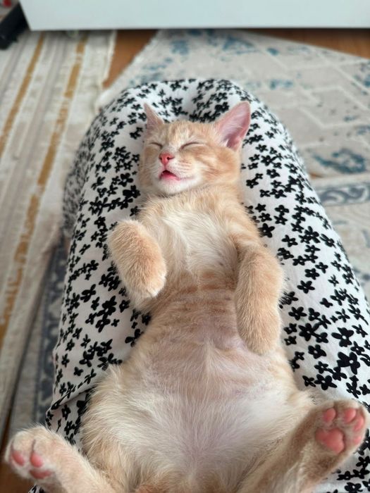 Отдам котят , мальчик и девочка