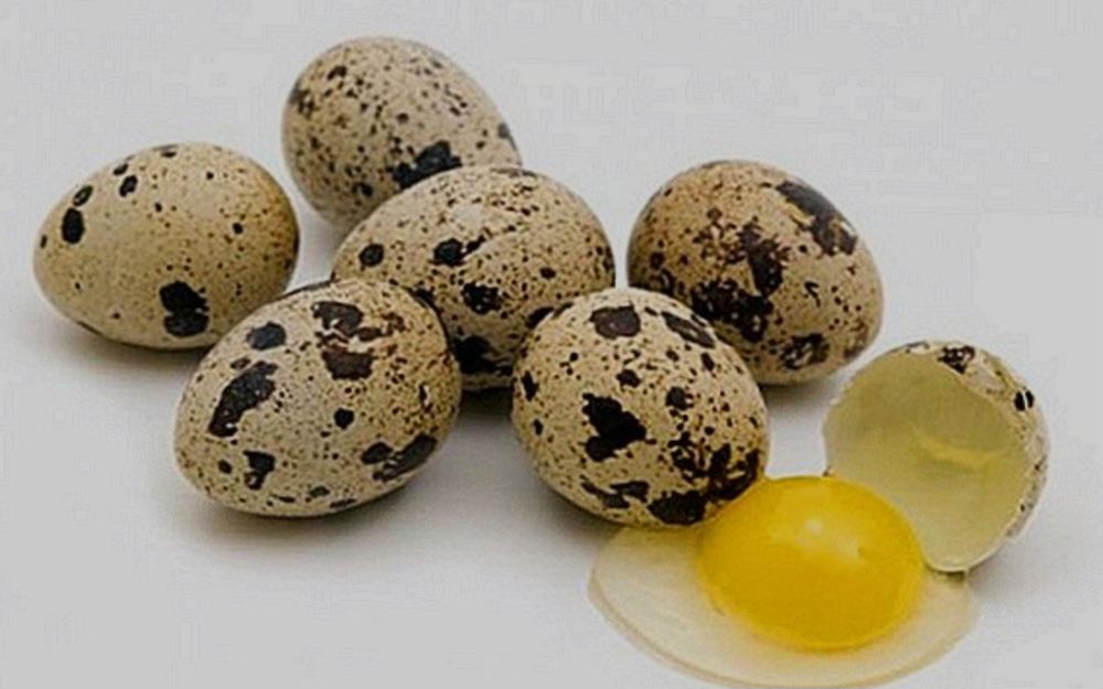 Бөдене и бөдене жұмыртқасы