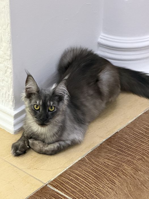 Котенок мейнкун мальчик