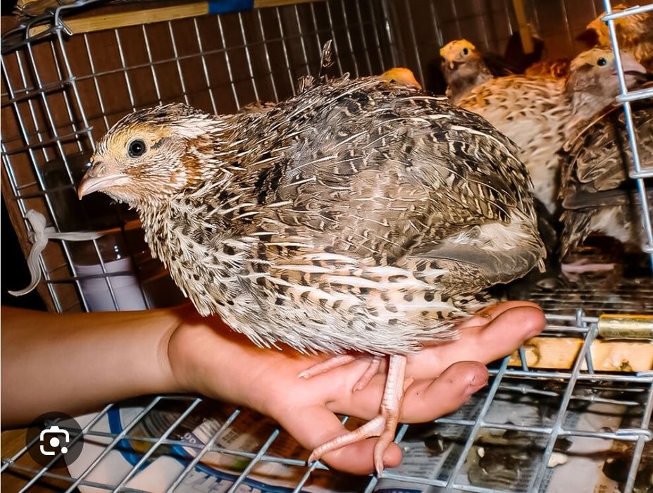 Перепела несушки