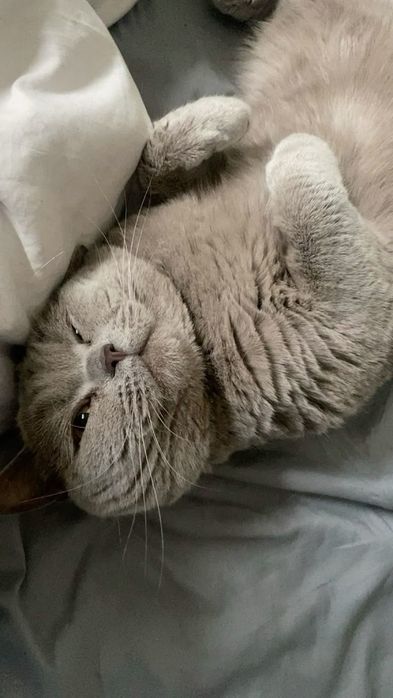 Два британских кота мальчик и девочка!