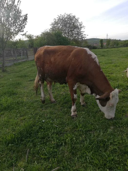 De vanzare vaca cu vitel. Vaca este la prima fatare si are 2 ani. Vitelul are 5 saptamani