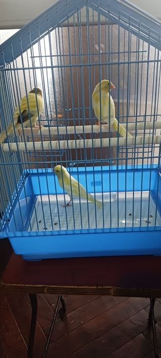 3 pui canar de anul acesta