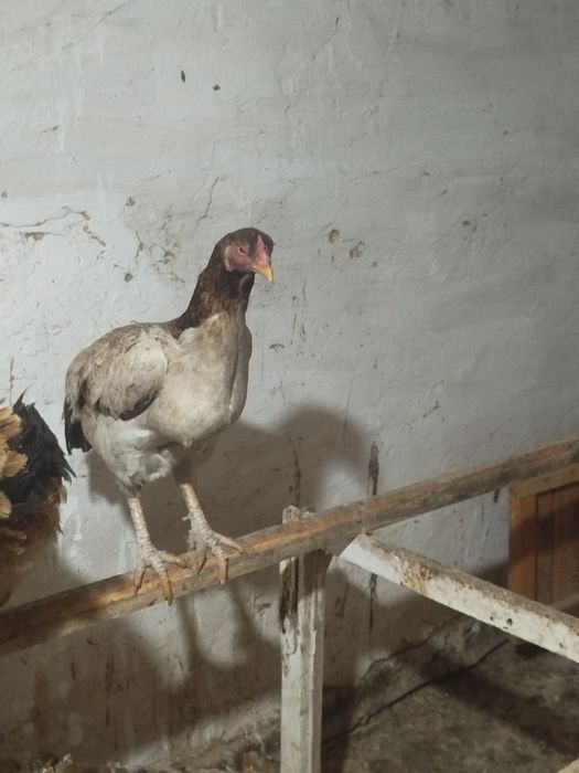 Тауық сатылады Дакан