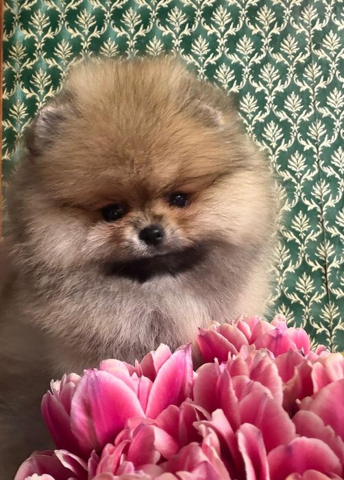 Щенок Померанского шпица, девочка