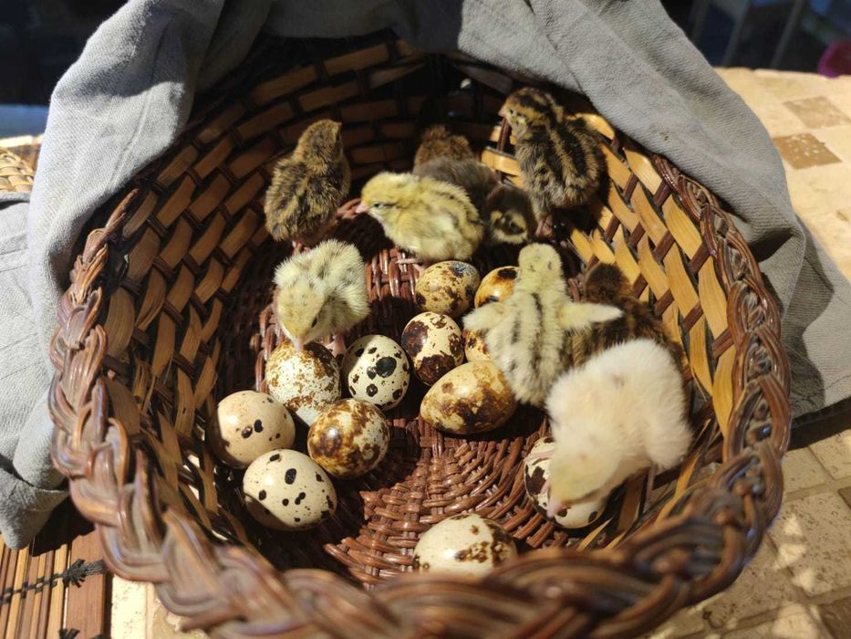 Pui de prepelita si oua prepelita pentru incubat