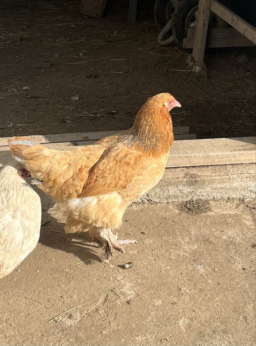 Курица домашнаяя