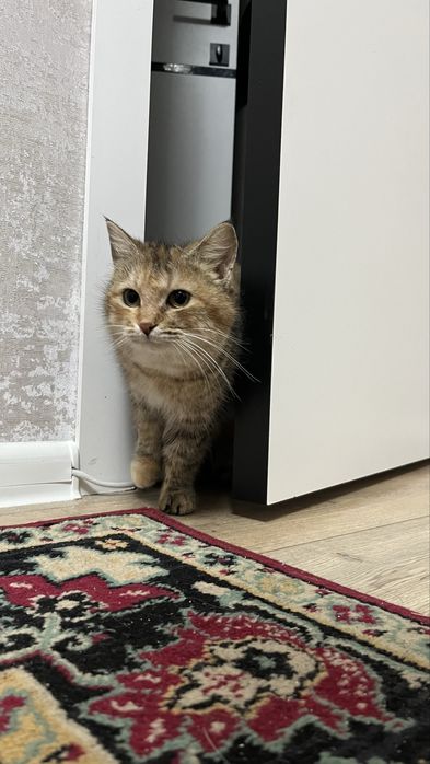 Отдам молодую кошечку