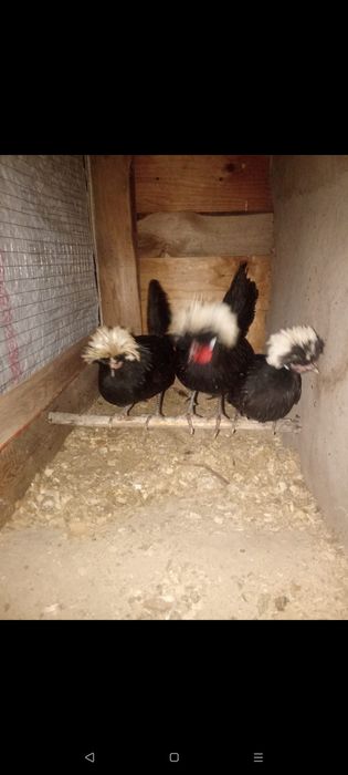 Тауық сатылады..