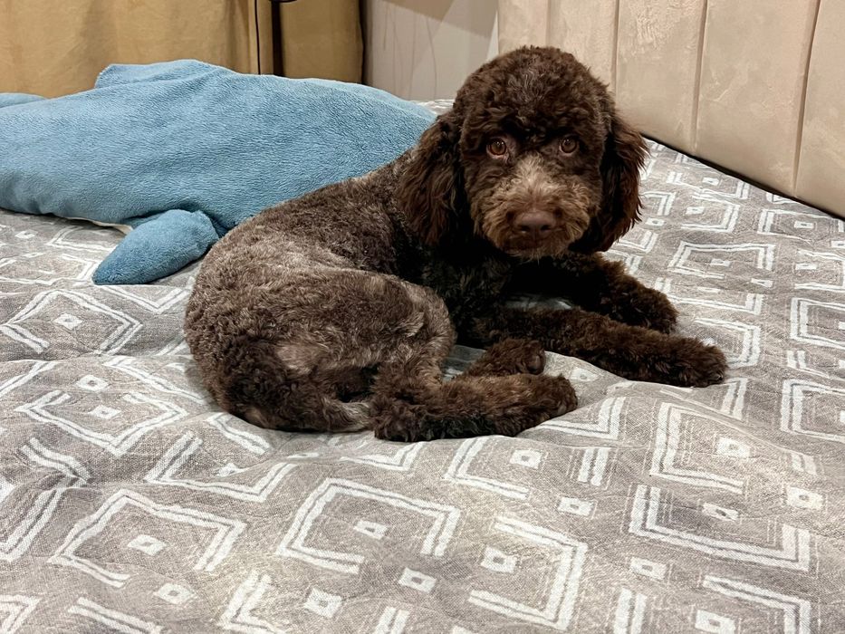 Лаготто-романьоло