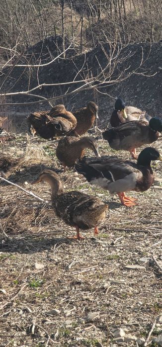 Ouă de rață Rouen pentru incubat sau boboci de rata din aceeași rasa