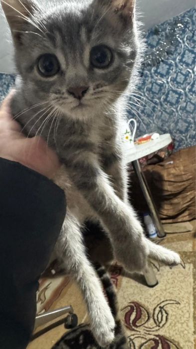 Котята шотландцы 2 месяца