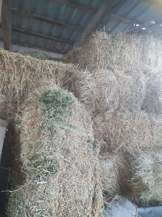 Vand baloti lucerna 25 lei un balot