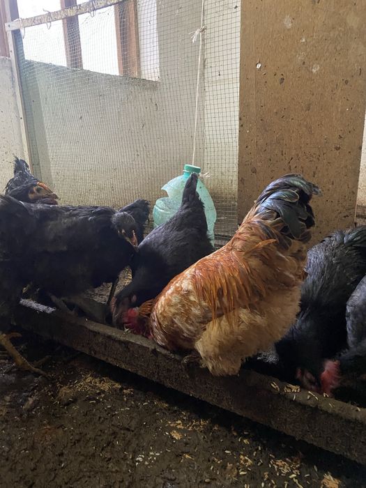 Xo’roz lar Sotiladi  300 000