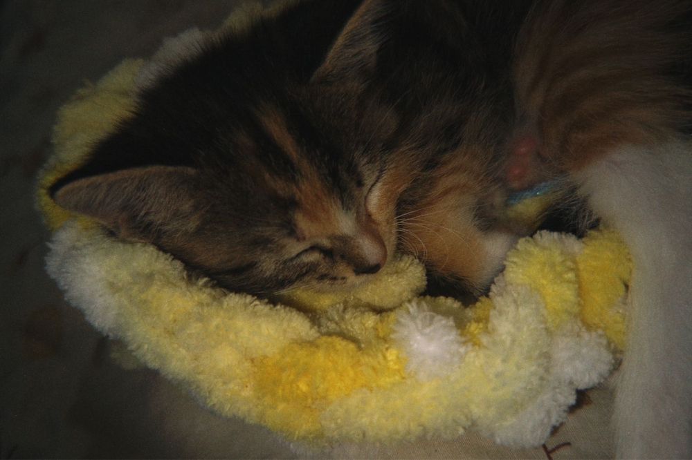 Котята    1,5 ай