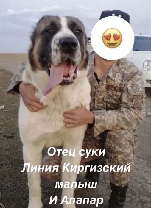 Продам алабай тяж щенки