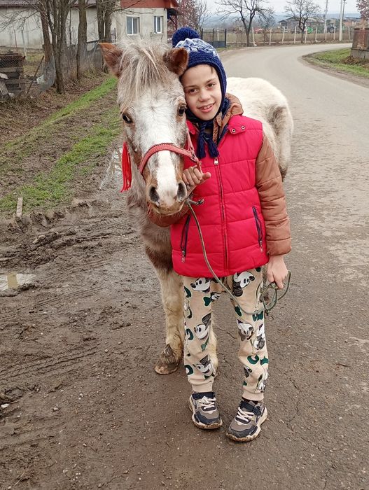 Vând poneiita tarcata vârstă 5ani