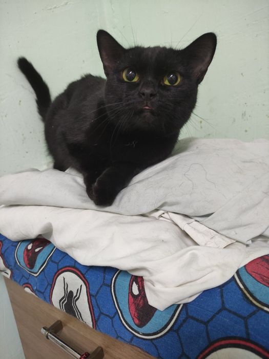 Кошечка, в хорошие руки