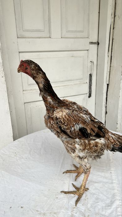 tullak xoʻroz tullak tovuq