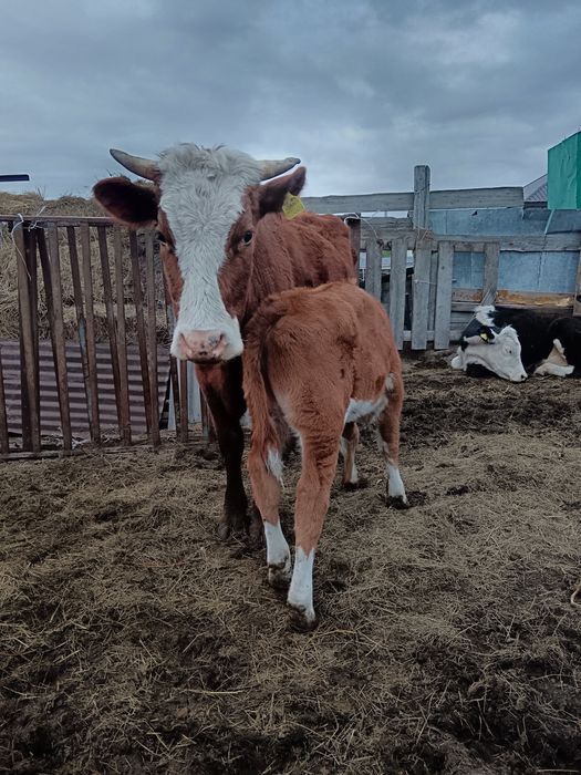 Қашар еркек бұзауымен сатылады